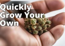 Discover The Best Place To Buy Easy-To-Germinate Marijuana Seeds