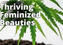 Unlock Your Green Thumb: Growing Easy-To-Grow Feminized Marijuana Seeds